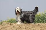 BEARDED COLLIE 165